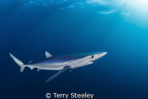Blue on blue. Sharing time in the ocean with these large ... by Terry Steeley 